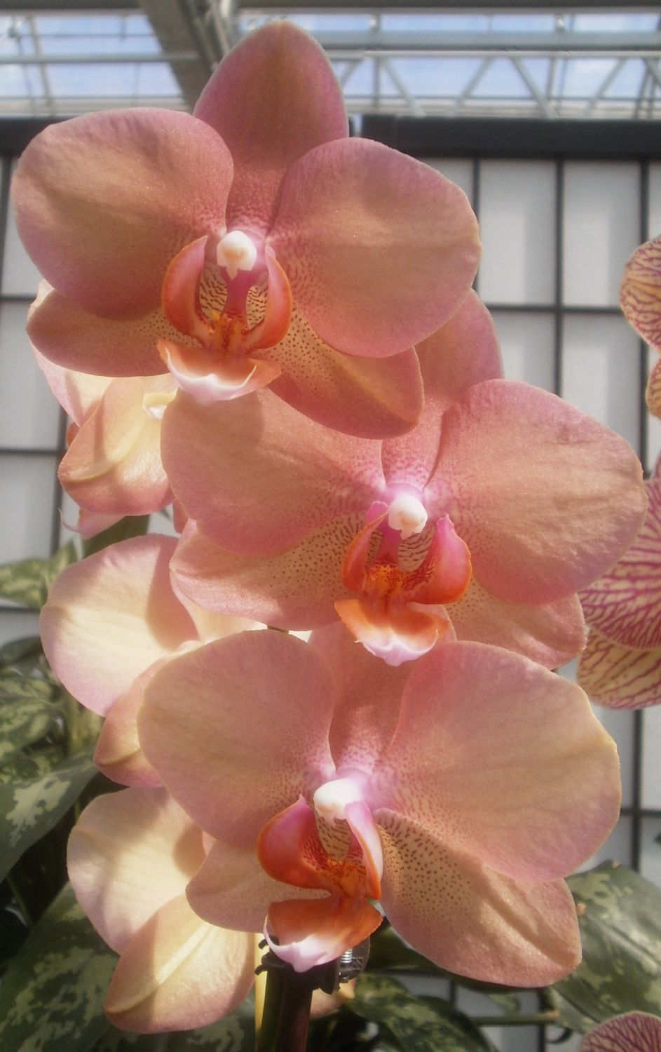 Орхидея Phal i-Duke.